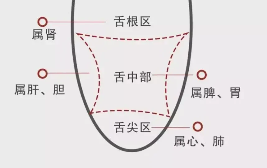 中医全息理论舌部全息关系