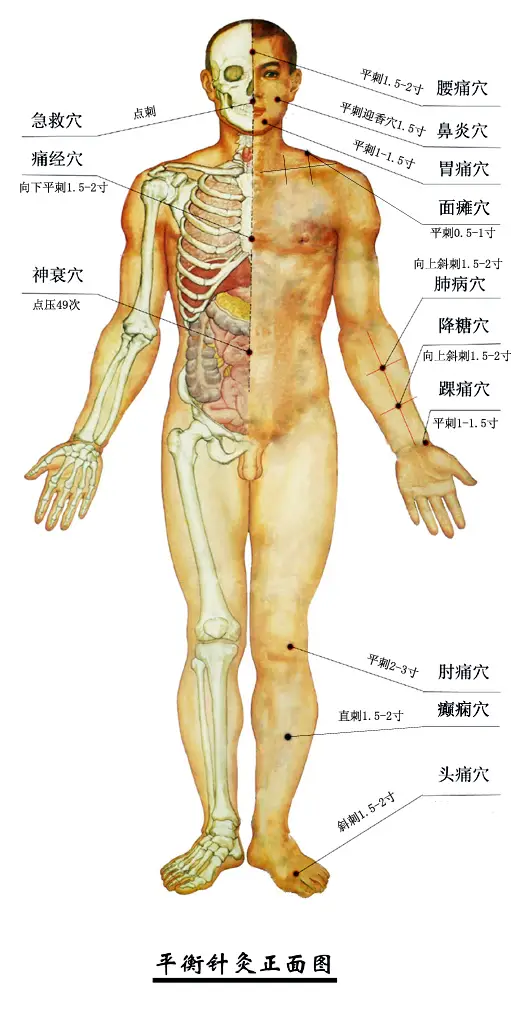 平衡针灸穴位图正
