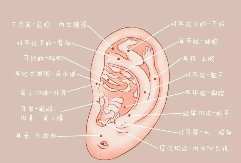 中医全息理论耳部全息关系