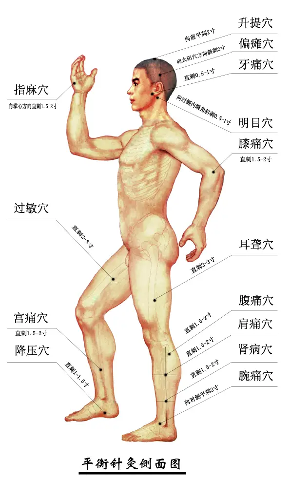 平衡针灸穴位图侧
