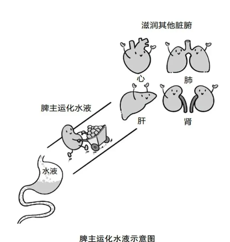 只有5味中药，从根上断绝湿气，还能治气虚和脾虚！