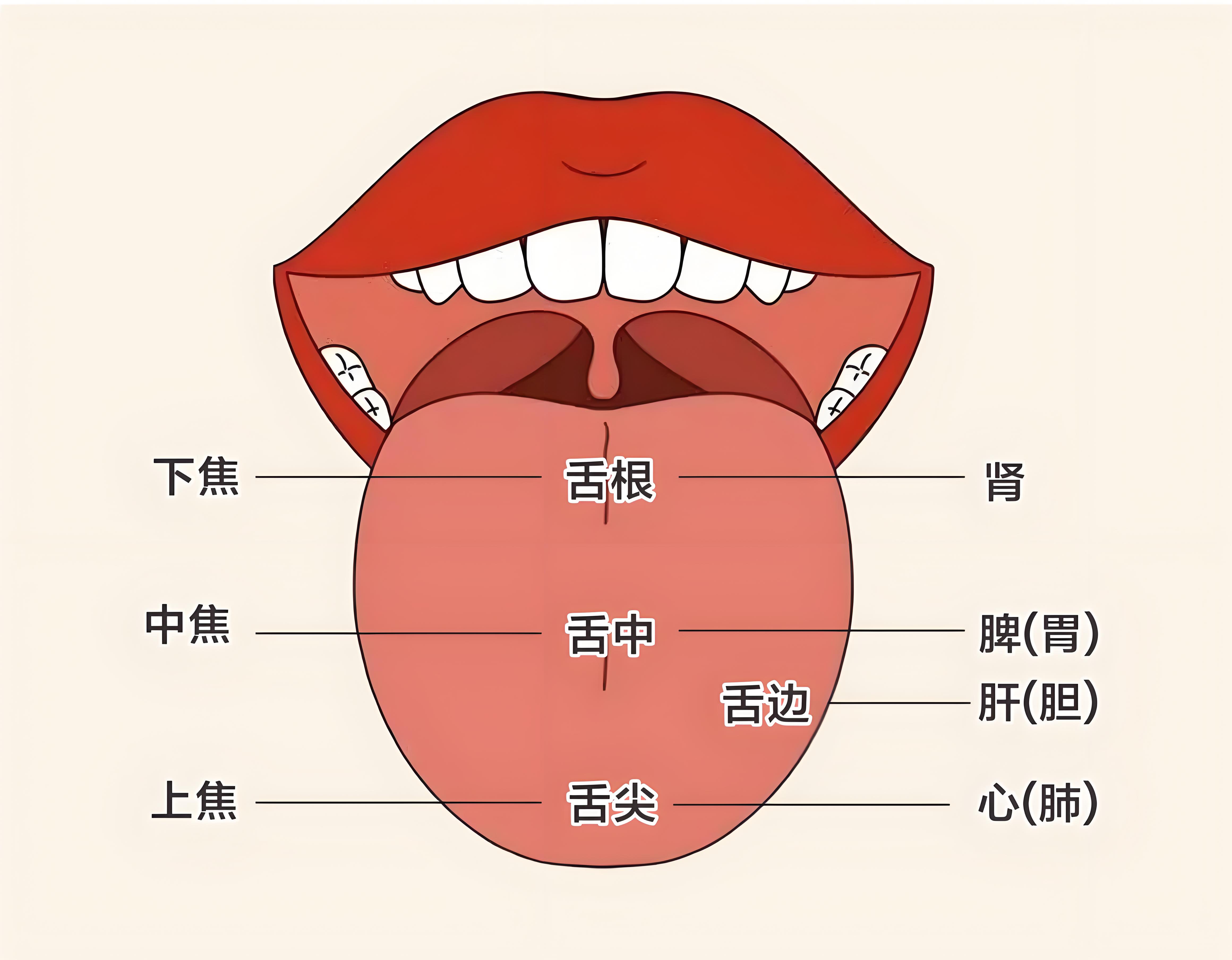 舌诊观舌主要看什么？高清舌诊图谱分享！